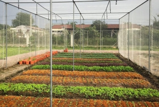 Nông Trại Mini Giá Rẻ Chào Bán Ven Sài Gòn