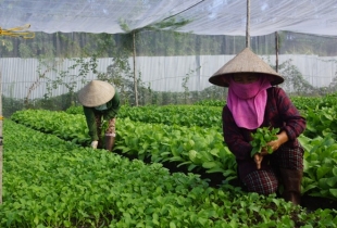 Mở rộng cho thực phẩm hữu cơ vào siêu thị