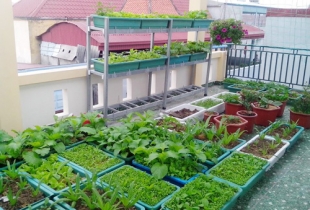 Ông bố trẻ chi tiền làm rau sạch cho vợ con