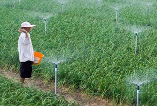 Cây trồng vẫn xanh tươi ở vùng tâm hạn