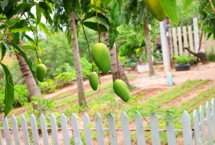 Vườn Cây Ăn Trái